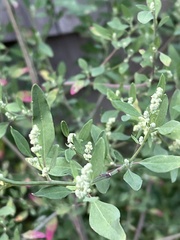 Chenopodium berlandieri