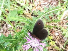 Erebia