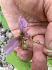 Rubus odoratus