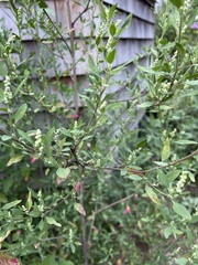 Chenopodium berlandieri