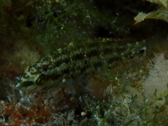 Symphodus roissali