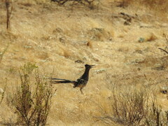 Geococcyx californianus