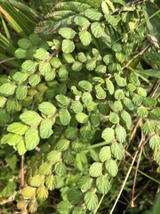 Phyllodium pulchellum