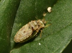 Parapiesma cinereum