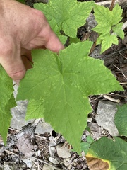 Rubus odoratus