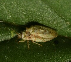 Parapiesma cinereum