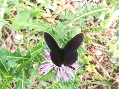Erebia