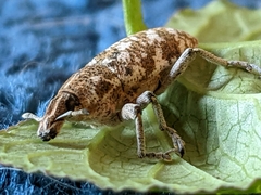 Cyphocleonus achates