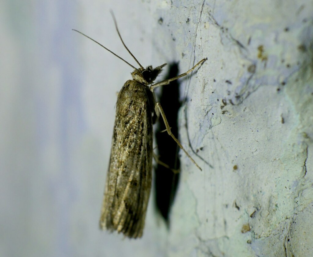 Agriphila tersellus