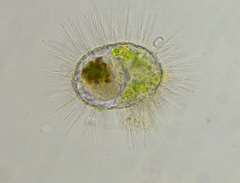 Heliozoa
