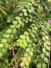 Phyllodium pulchellum