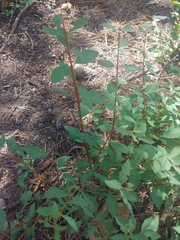 Symphoricarpos