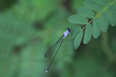 Pseudagrion pruinosum