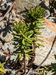 Phyllodoce breweri