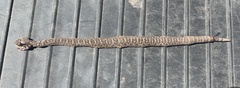 Crotalus scutulatus