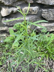 Baccharis neglecta