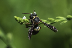 Epeolus bifasciatus