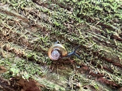 Oxychilus draparnaudi