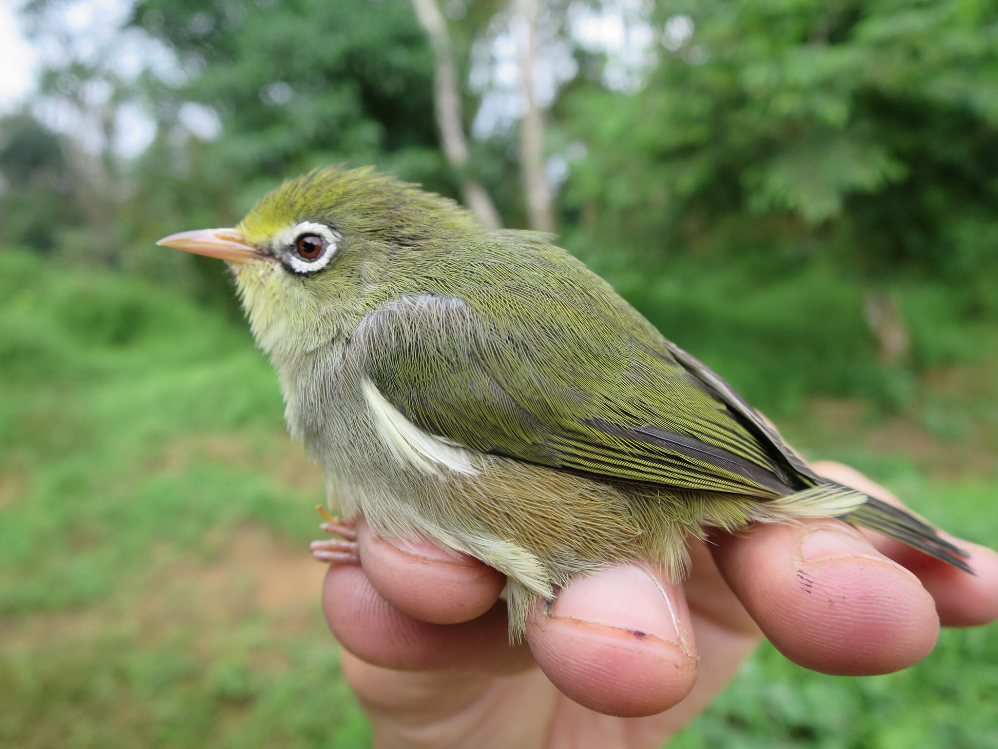 Sao Tome White-eye (Zosterops feae), photo 6