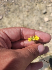 Diplotaxis tenuifolia