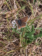 Aricia agestis
