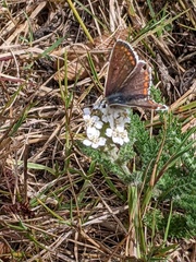 Aricia agestis