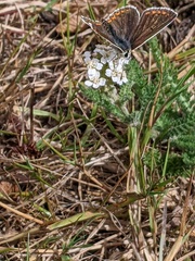 Aricia agestis