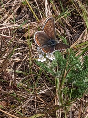 Aricia agestis