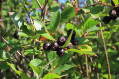 Aronia melanocarpa