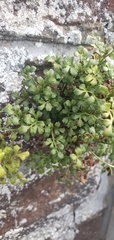 Asplenium ruta-muraria