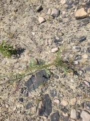 Diplotaxis tenuifolia