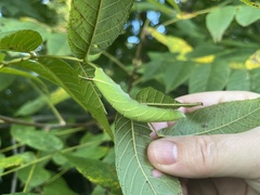 Amorpha juglandis