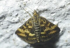 Pyrausta despicata