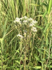 Eupatorium lindleyanum