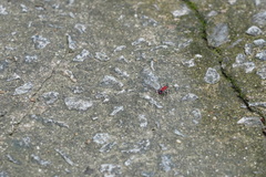 Dindymus sanguineus