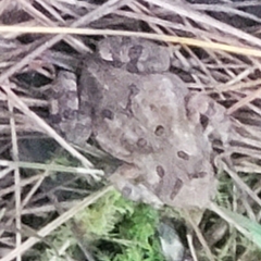 Anaxyrus americanus