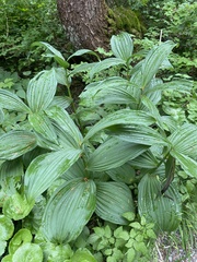 Veratrum