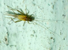 Stenonemobius bicolor