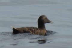 Somateria mollissima