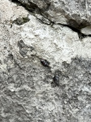 Chondrina