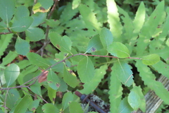 Betula pumila