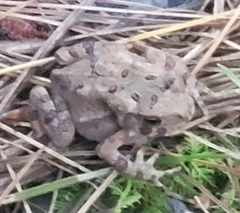 Anaxyrus americanus