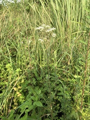 Eupatorium lindleyanum
