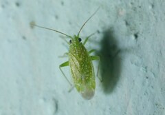 Orthotylus