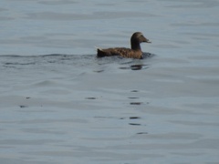 Somateria mollissima