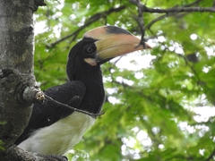 Anthracoceros coronatus