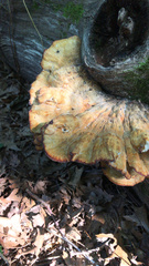 Laetiporus sulphureus