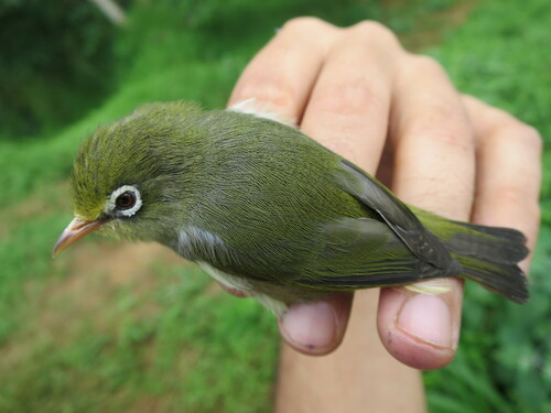Sao Tome White-eye (Zosterops feae), photo 7