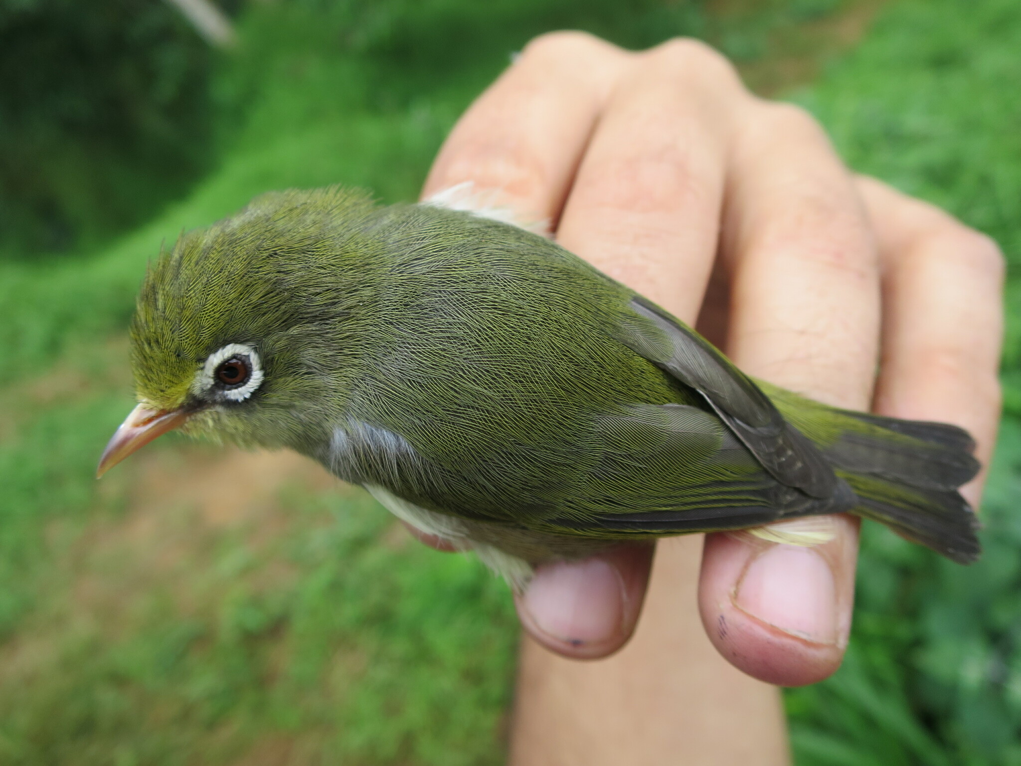 Sao Tome White-eye (Zosterops feae), photo 7