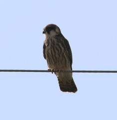 Falco vespertinus